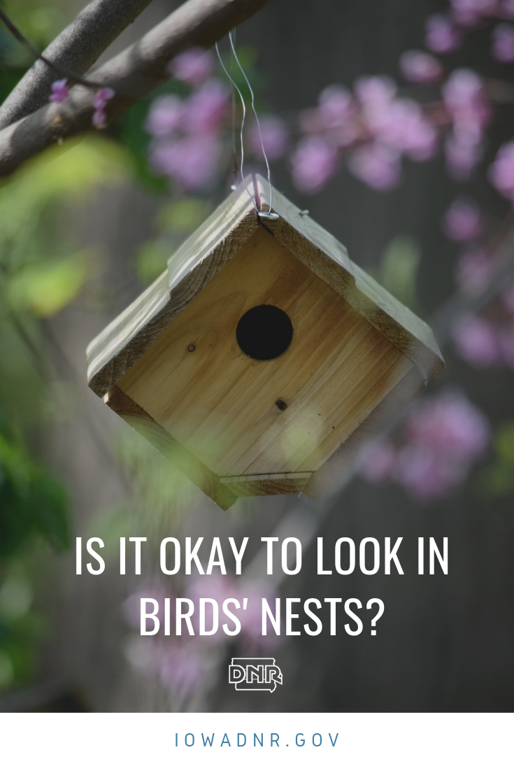 Is it okay to look in birds' nests or birdhouses?  |  Iowa DNR